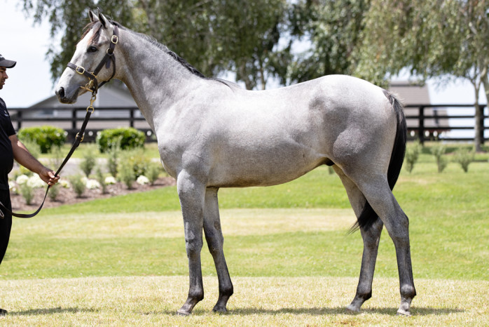 WestburyStud's tweet photo. A new winner from the farm today as Zebedee 3YO #SonofThunder raced away to win easily for Mike Breslin and his owners, congrats to all involved. A #ReliableMan half brother to #SonofThunder is carded as Lot 145 at the upcoming RTR Sale @KarakaChat next month. https://t.co/j7te5XTkWd