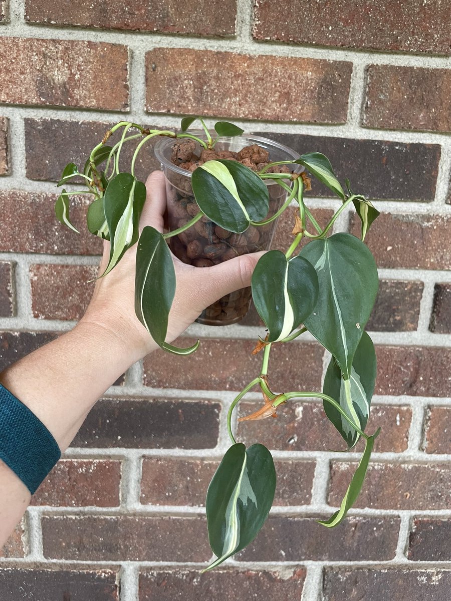 n_saunders's tweet photo. Admiring my plants today! 🤩🤩 https://t.co/mj19ZCxNUu