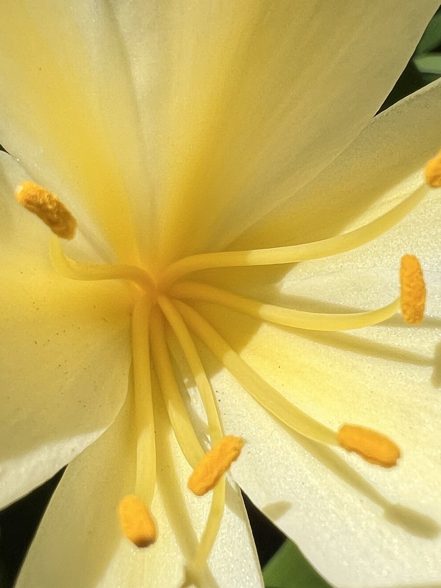 jimmygunawanapp's tweet photo. #neuralmacro #macro #Halide #iphone13pro https://t.co/KVWjByGRkV