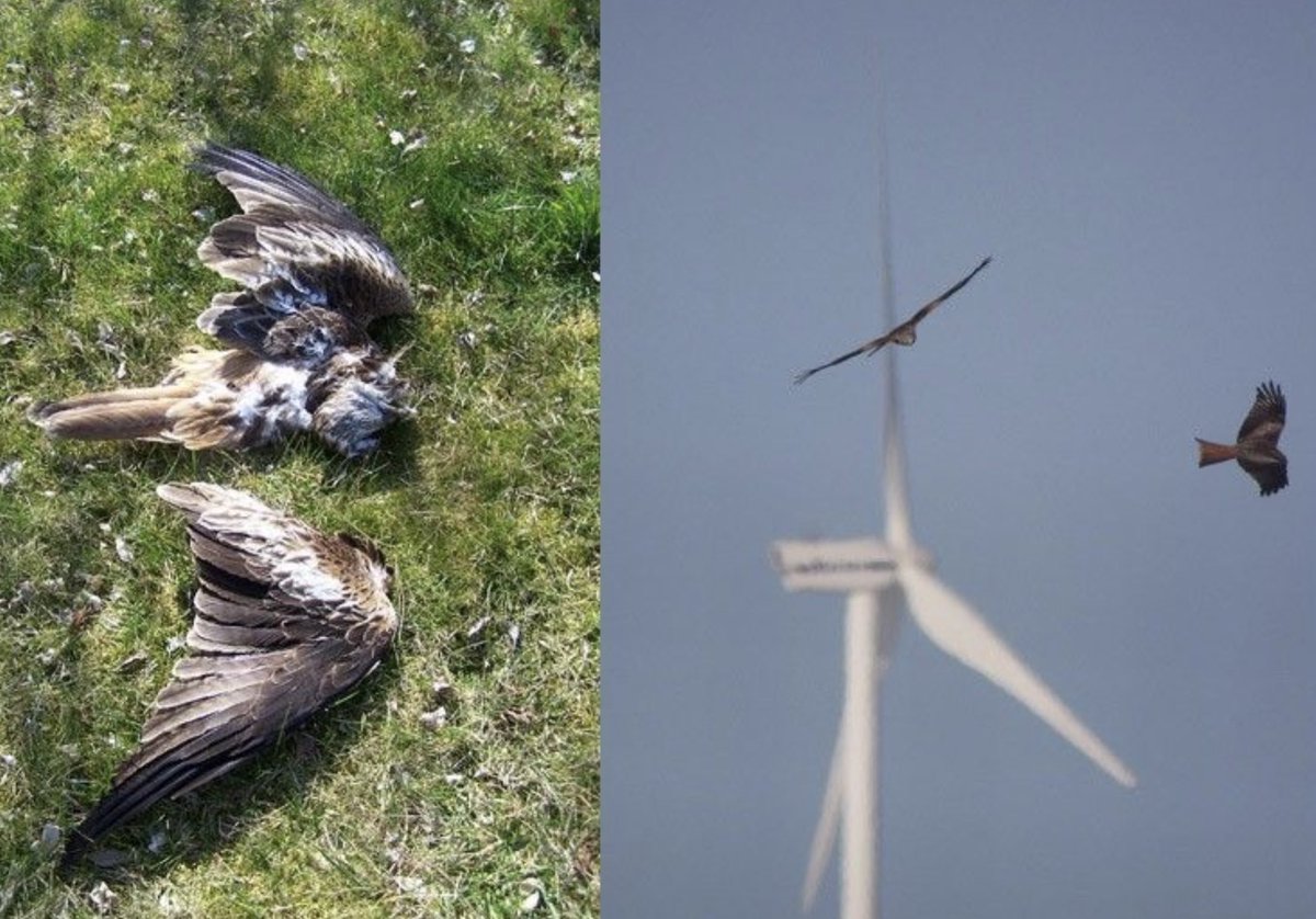 Kill bird. Ветрогенератор и птицы. Wind Turbines Killing Birds. Wind Turbine and Birds. Bird Strike Wind Turbine.