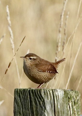 A beautiful little Jenny Wren. Such a tiny bird with such a grand scientific name - Troglodytes troglodytes! #BirdsSeenIn2021 #birdwatching #TwitterNatureCommunity <a href="/Natures_Voice/">RSPB</a>