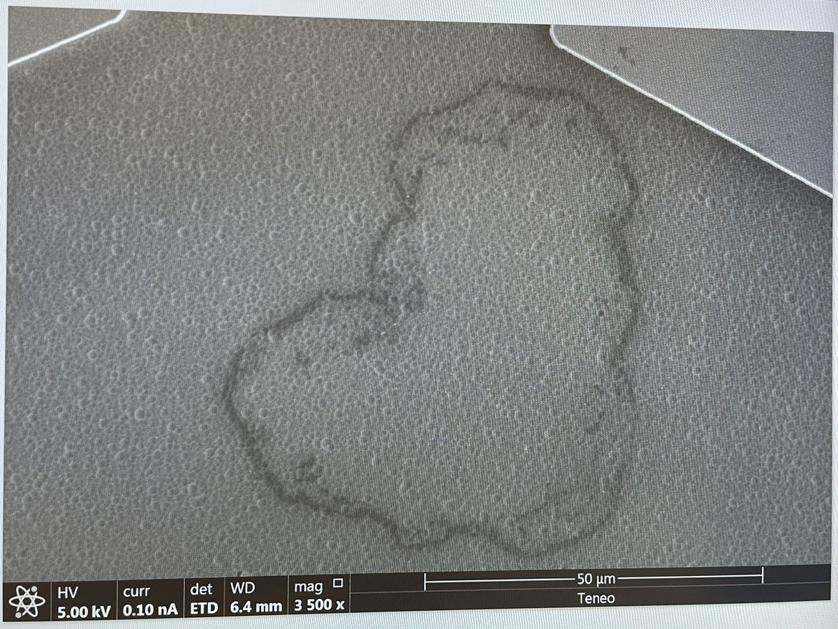 I was looking at my samples in um scale with SEM and came over this romantic moment. Felt so emotional and almost fallen in love.