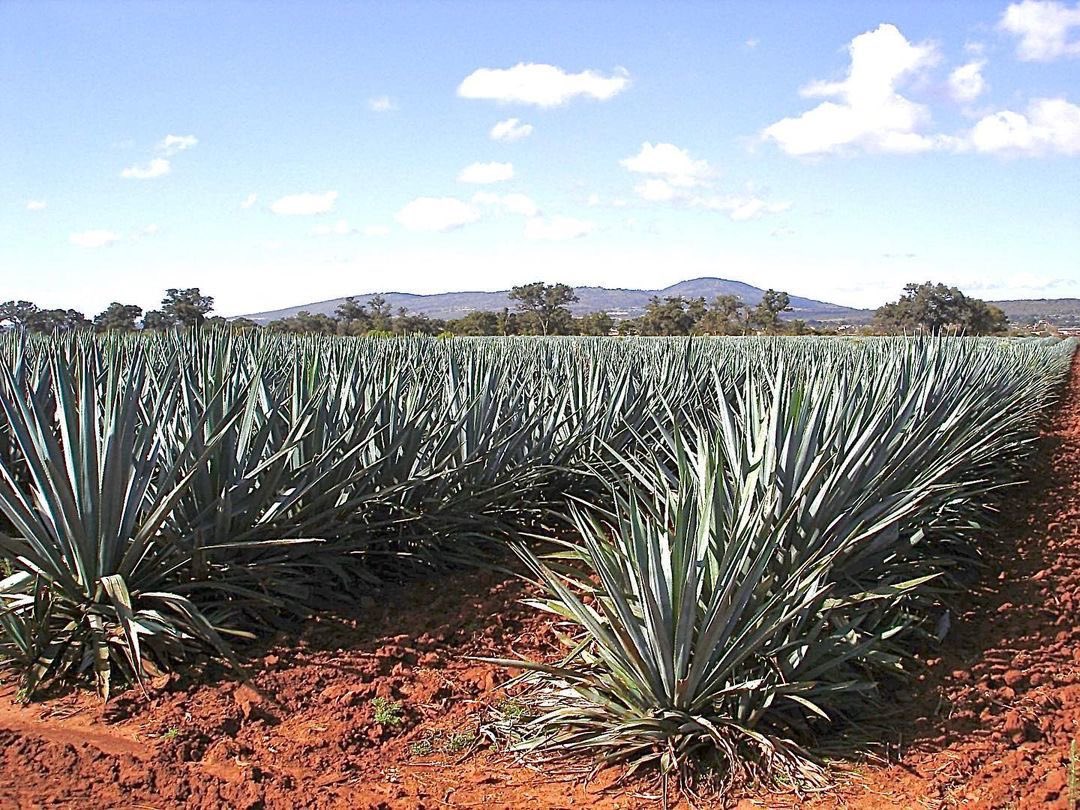 Drink in AZ tweet media