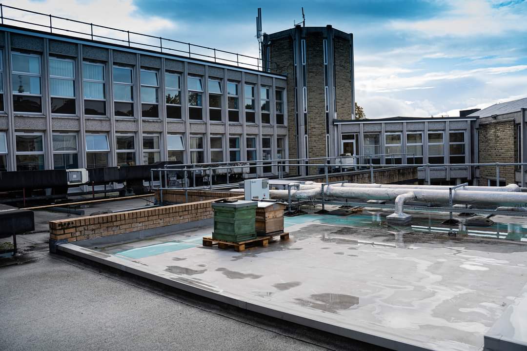 outbackbeez's tweet photo. It has been a year since we put our beehives at Dewsbury Police Station π time flies #beehives #dewsbury #shoplocal #localbeekeeper
@WestYorksPolice
@WYP_Dewsbury
@WYP_Wildlife
@WYP_CNewsome https://t.co/IbMmwVCx6c