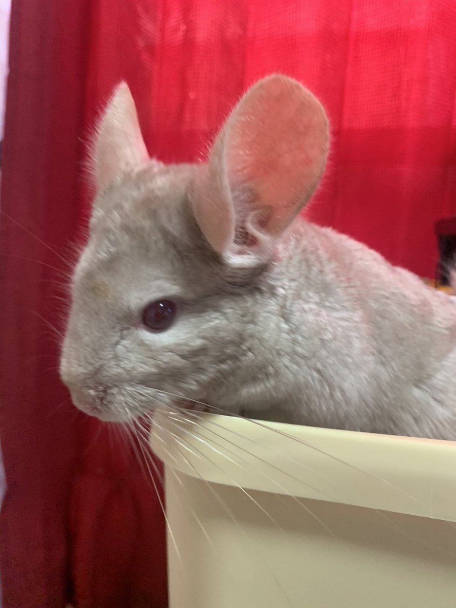 DUX_Lily's tweet photo. #うさぎ  #チンチン 
今日も癒されております
🐹ｽﾞにはそろそろ冬支度始めようと思います https://t.co/nmEjnDWkVI