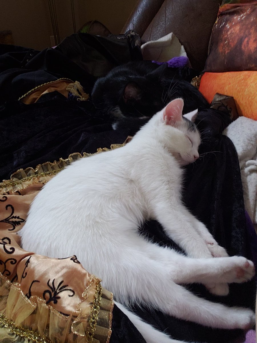 tanyasimmermon's tweet photo. There are two kitty cats sleeping on my Halloween costumes. https://t.co/p423SUPpI1