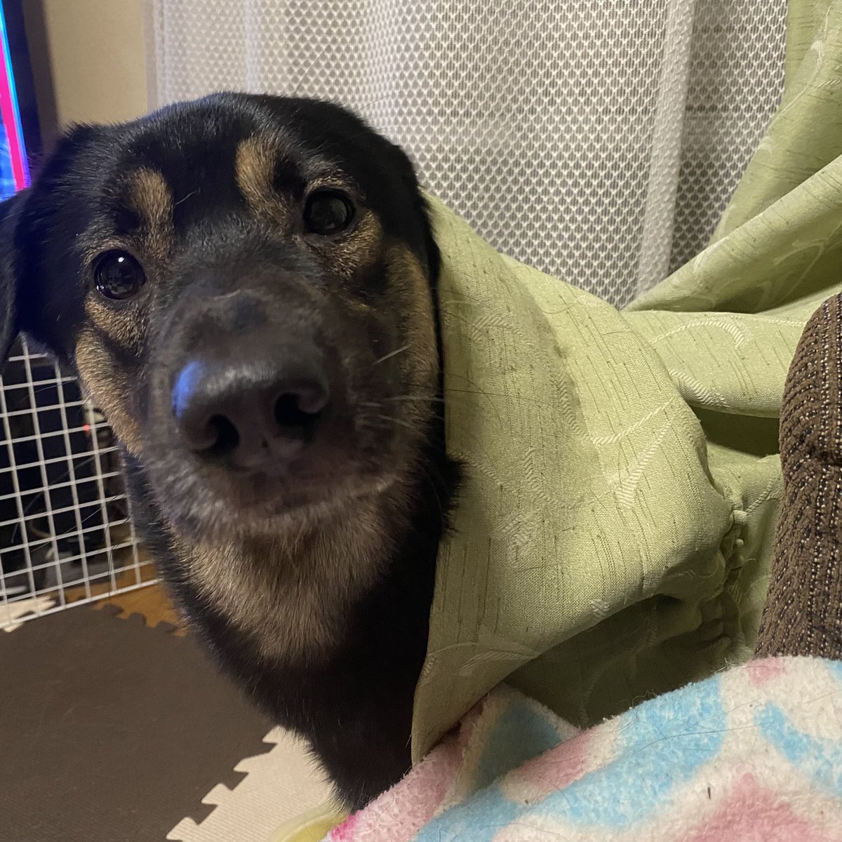wn_ko426's tweet photo. 🐶ん？
👩🏻カーテンで遊ぶのはやめてください https://t.co/uEKhFPhI3X