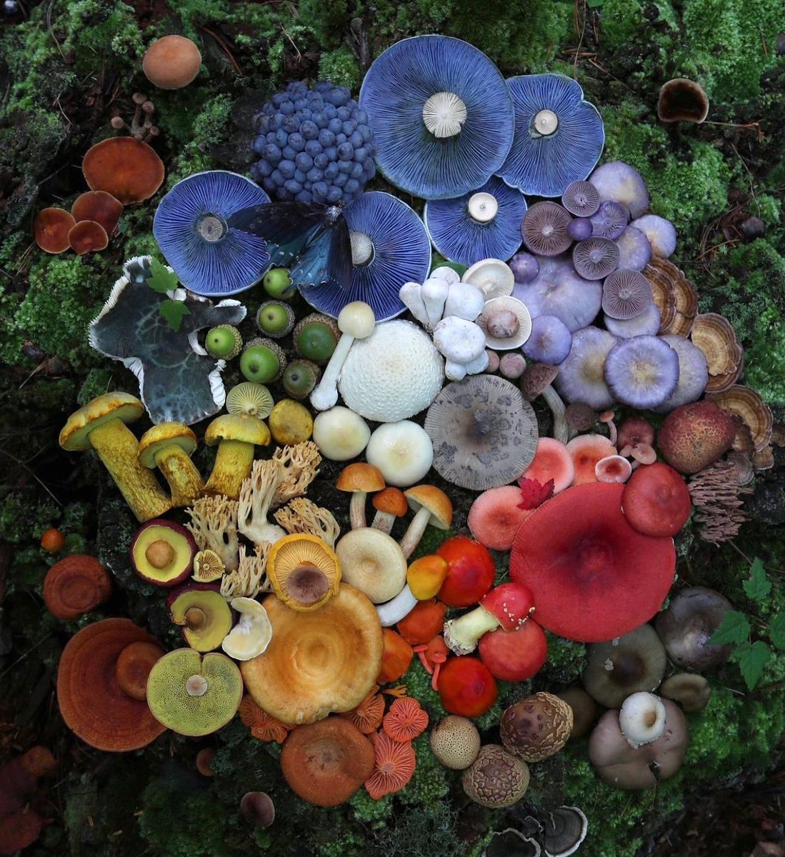 Have you ever seen mushrooms look this beautiful?! 🍄…

#georgewashingtoncarver #geowcarver #geocarverbrand #wastefreeliving #boostimmunity #blackfarmers #mushrooms #natureisbeautiful #primarycolors #mushrooms #bolete #lactariusindigo