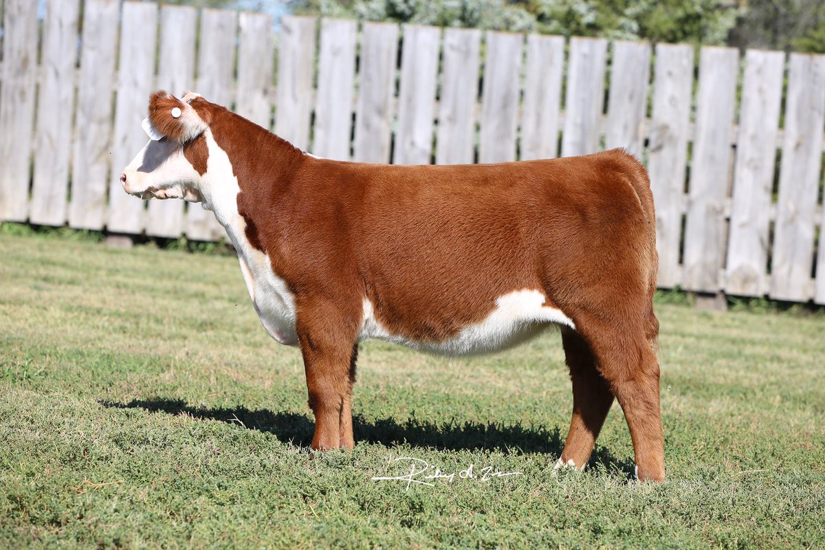 mbisch24's tweet photo. Heifer sale coming up October 11th on https://t.co/nJuKiInRZ7 https://t.co/KyCvY4845o