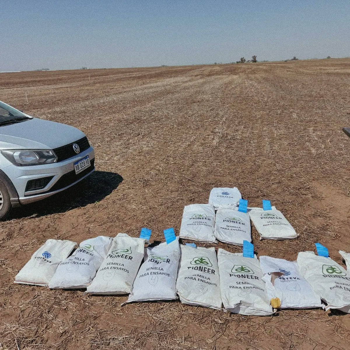trybusagro's tweet photo. 👏Aprovechando los días de muy buen clima, seguimos avanzando a full con el maíz🌽
🌱 Siembra Demo @pioneersemillas
#trybus #siembra #ensayos #agro #pioneer #9dejulio https://t.co/rJsU8lFNdv