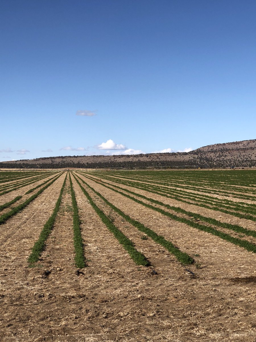 RobGalyen's tweet photo. Resiliency….
When a new crop can go without water for 6 weeks.
#CarrotSeed #OrAg #NUID https://t.co/h5huEa7z6J
