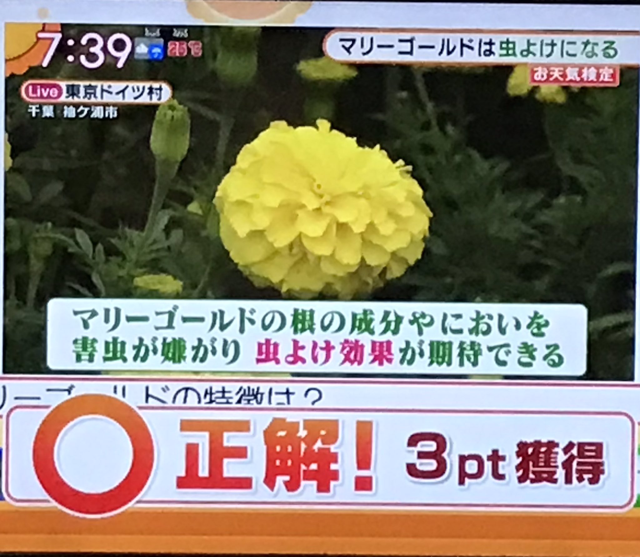 Ayuto 依田さんの お天気検定 刀ミュむすはじ 陸奥守吉行のイメージカラー マリーゴールド 色は実際はこんな感じ T Co Vvxc3aodqi Twitter