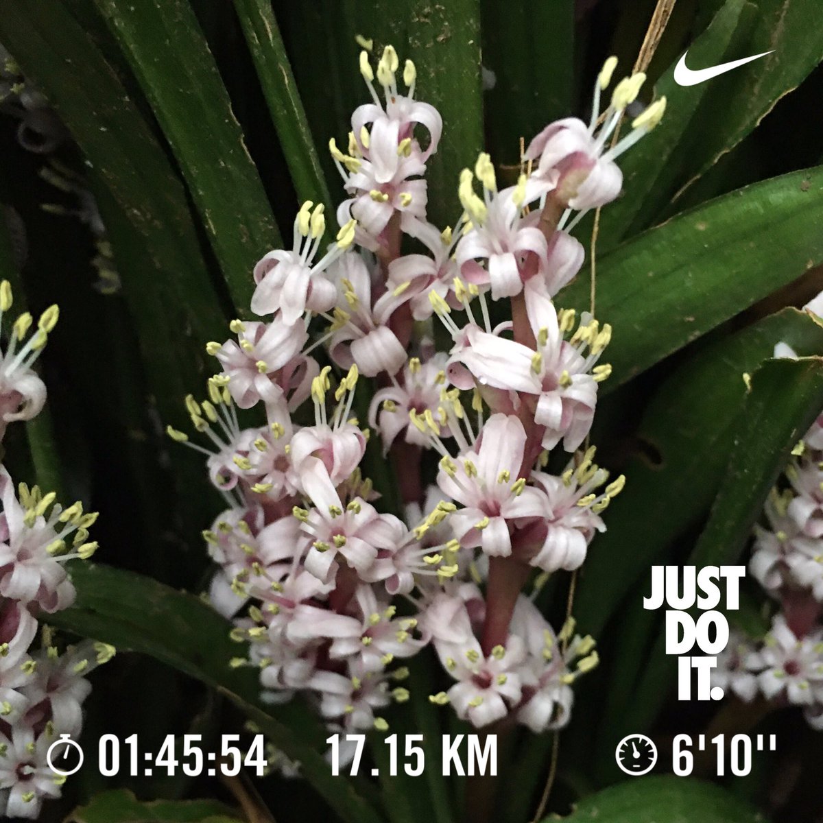 Twitter पर キチジョウソウ ह शट ग