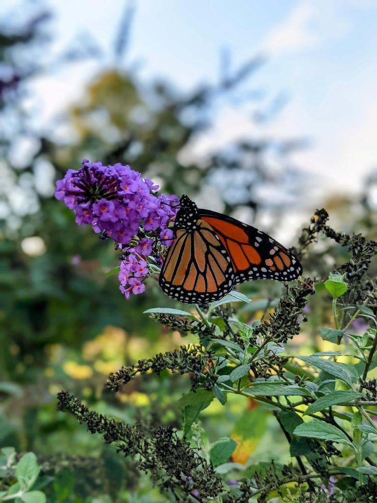 HSES_Librarian's tweet photo. Still enjoying the Monarchs 🧡 https://t.co/BeLBoS5iDv