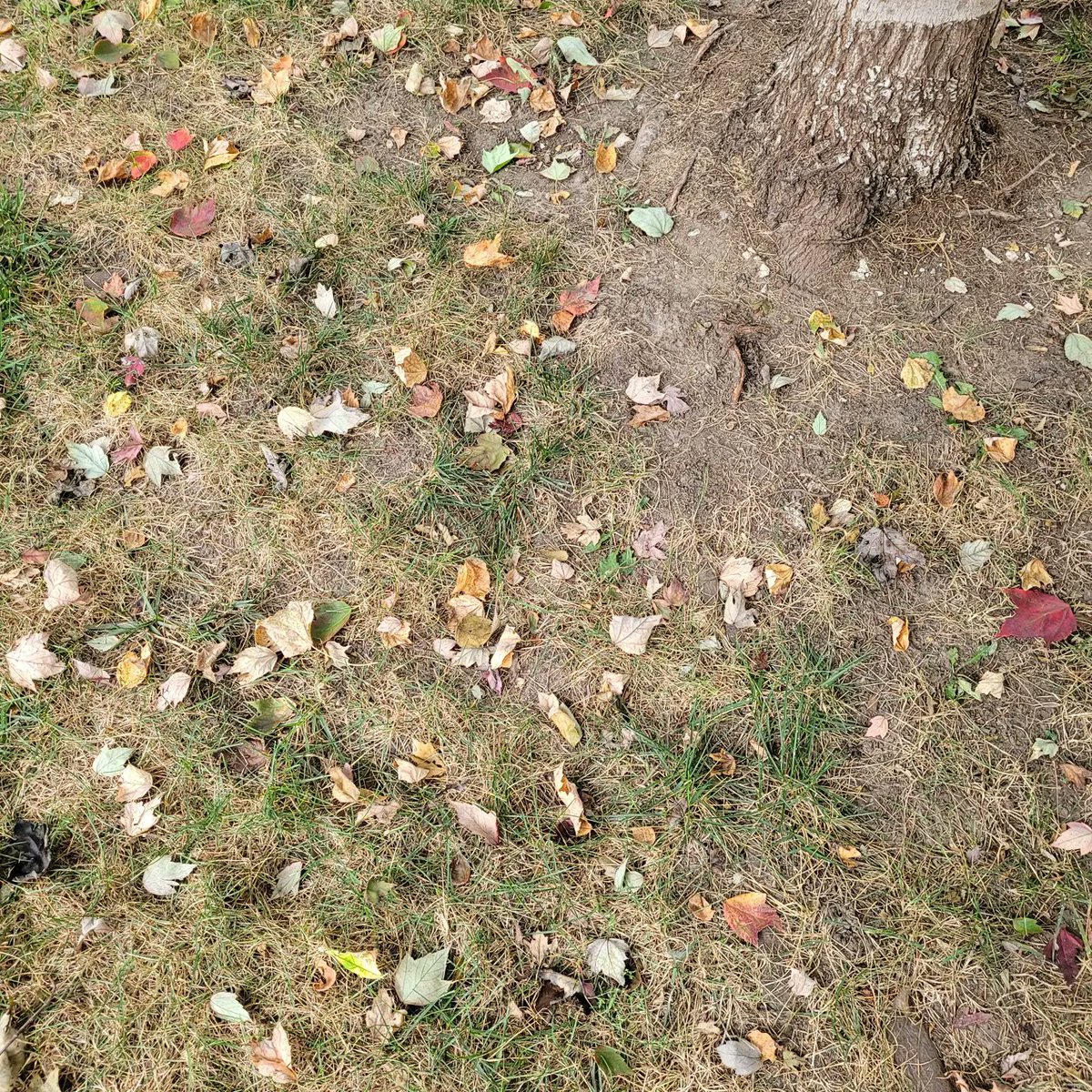 LisaMB4's tweet photo. All the leaves are brown, and the sky is gray.... https://t.co/MDY6JzbKG5