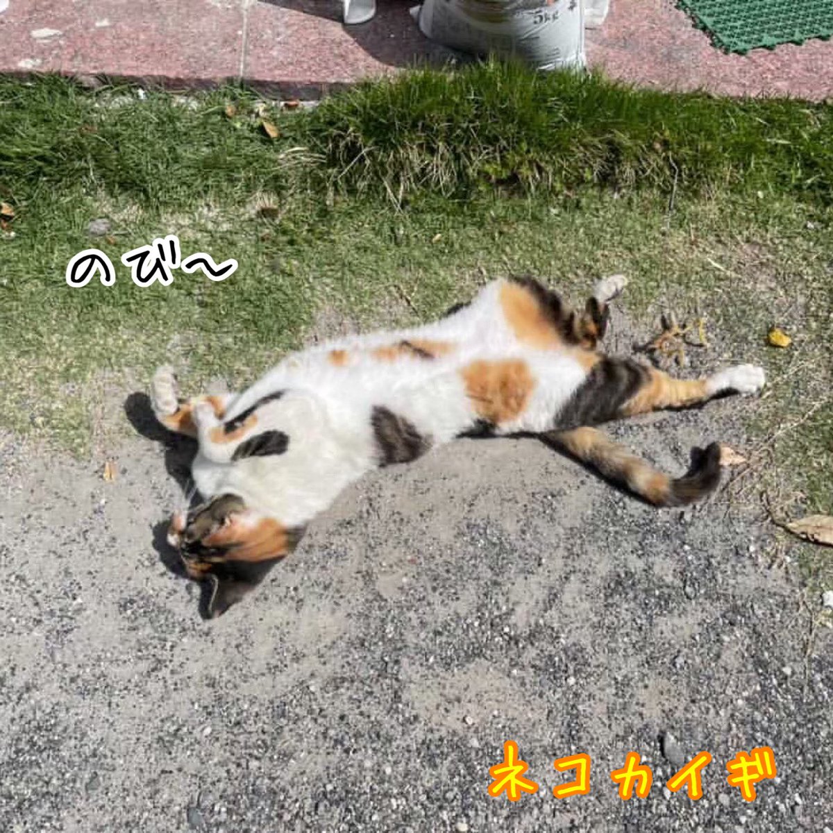 nekokaigi0411's tweet photo. 「のび〜」
#ねこ好きさんと繋がりたい
#ネコ部 #猫 #いやしねこ
#ねこのいる暮らし
#ねこ写真
#野良猫 #地域猫
#かわいい
#cat #catlife #catlover
#communallyownedcat
#catfreak #lifewithcats
#catsmeeting
#meow #meowlife
#ネコカイギ https://t.co/zJYvxOutyq