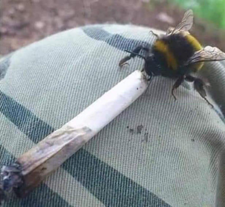 roun_sa_ville's tweet photo. Bee weed https://t.co/cRwubL0eUN