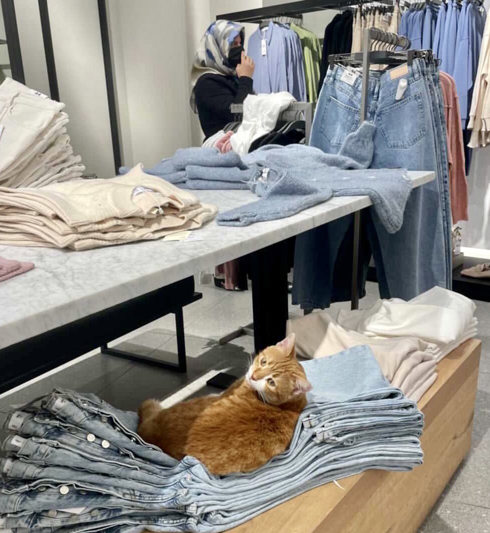 Bodega Cats tweet media