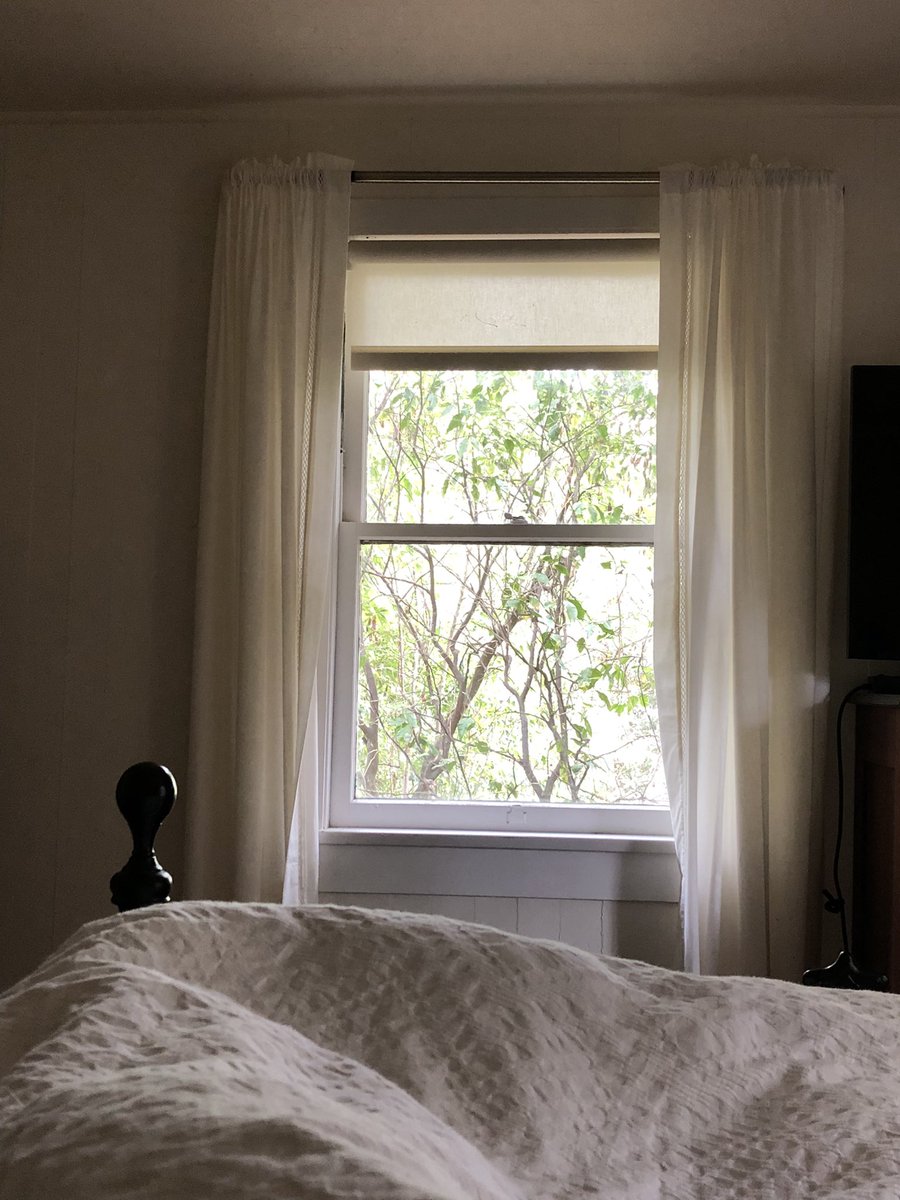 T.C. Boyle tweet media