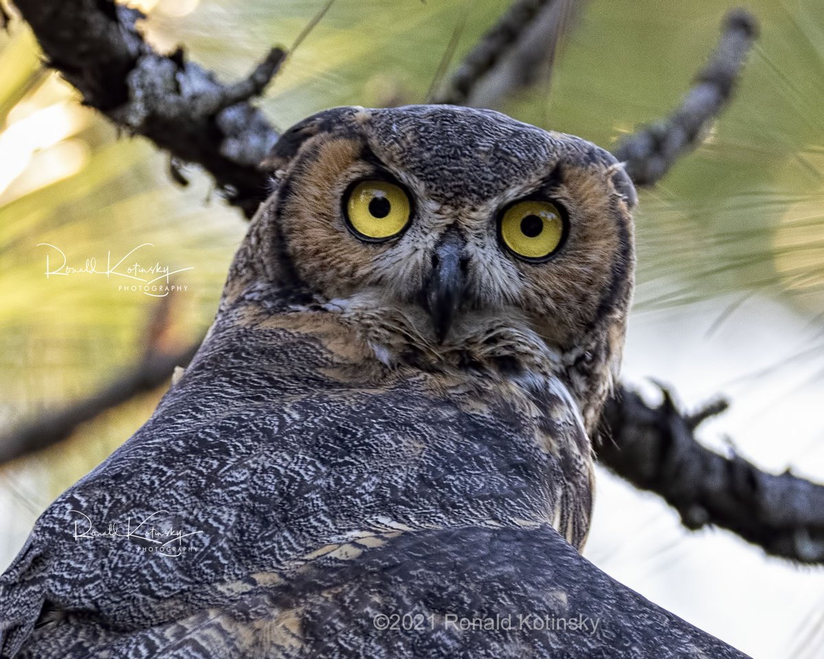 Great horned owl.
(Photo courtesy of <a href="/rkotinsky/">Ronald Kotinsky Photography</a>)
#birdtwitter #wildlifephotography #nature #bloodpressurebreak #todayinnature