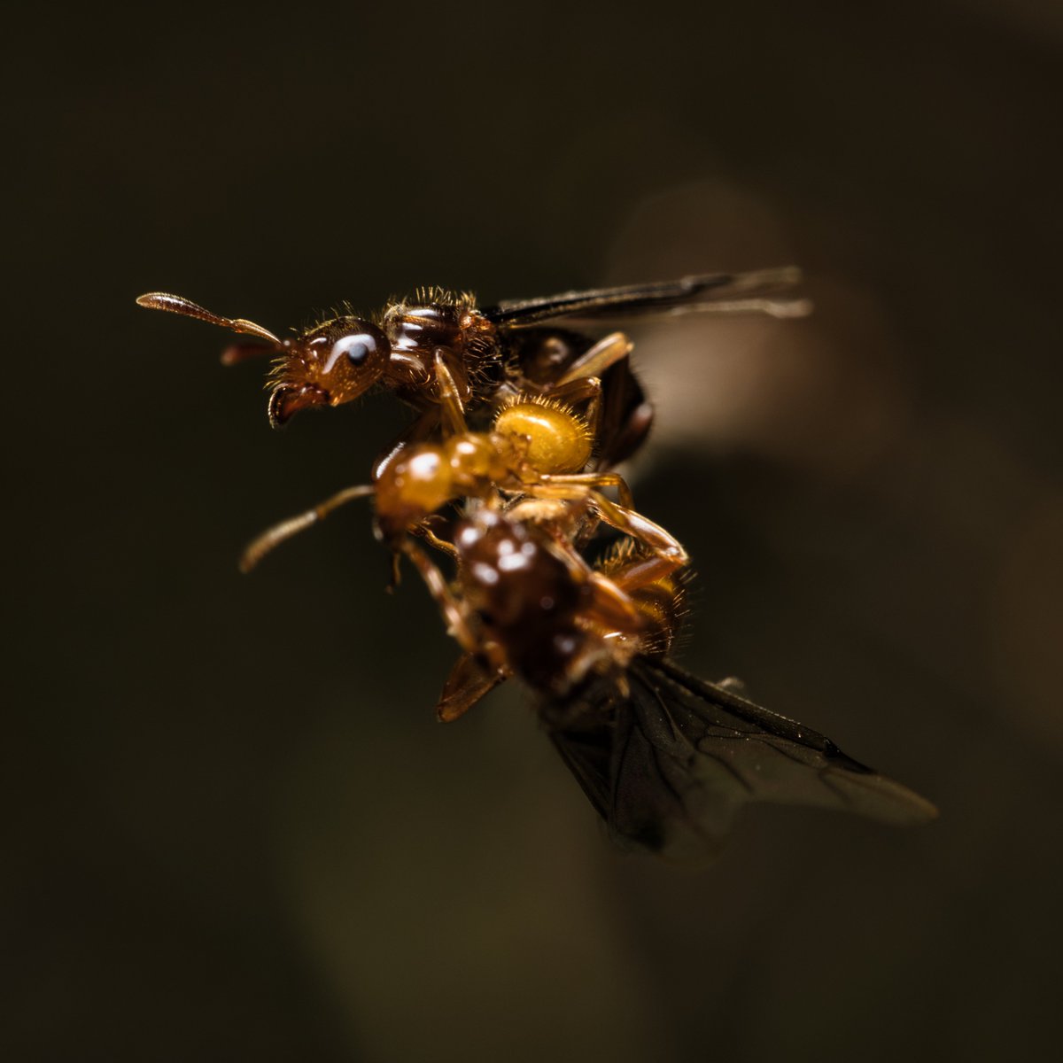 JohnReedPavan's tweet photo. A termite hatch-out in Central Park on Sunday.
#termites #insects #hatchout #centralpark #nycparks #macro #wildlife #nature #shotoncanon #luminarai #entomology #bugs https://t.co/iSkZlAy51u