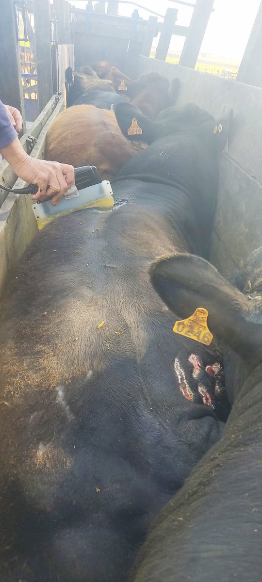 DiegoCV7's tweet photo. Ultrasonografia
Mediciones para evaluar calidad de carcazas, Las Bichas es Conversión, Fertilidad, Ganancia y Calidad de carne
#hayunbrangusparauruguay
#lasbichasensutrillo https://t.co/610r4DzKqz