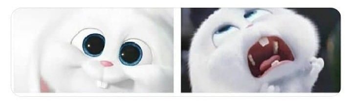 "Como é sua namorada ?"

- igual esse coelho , fofa , doida e brava 😂❤