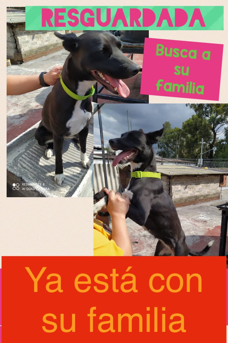Ya está con su (ir)responsable <a href="/MascotasSismo/">Mascotas Sismo</a> <a href="/MiAtzcapotzalco/">Mi Atzcapotzalco</a> <a href="/antymob/">Miss Anty Mobarak</a> <a href="/Lacallealacasa/">De La Calle a Casa</a> <a href="/PerdiDogsCDMX/">Perros Perdidos CDMX</a> <a href="/mimascotaperdi1/">Mi mascota perdida MX</a> <a href="/PerdiDogsMx/">PerdiDogsMx</a> <a href="/Perrito_perdido/">Perrito Perdido</a> <a href="/PerrosPerdidoDF/">Perros Perdidos DF</a>  <a href="/_PatriciaAnaya/">Amo a los Perros</a> <a href="/diana_dfc/">D I A N A 🐕 🐾 ❤️</a> <a href="/PrrosPerdidosMX/">PerrosPerdidosMx</a> <a href="/patitasDFyEDO/">PatitasPerdidas</a> <a href="/MartinezSujhei/">Sujhei Martinez</a> <a href="/PerrosPerdidos/">PerrosPerdidos</a> <a href="/AzcapotzalcoMx/">Alcaldía Azcapotzalco</a>