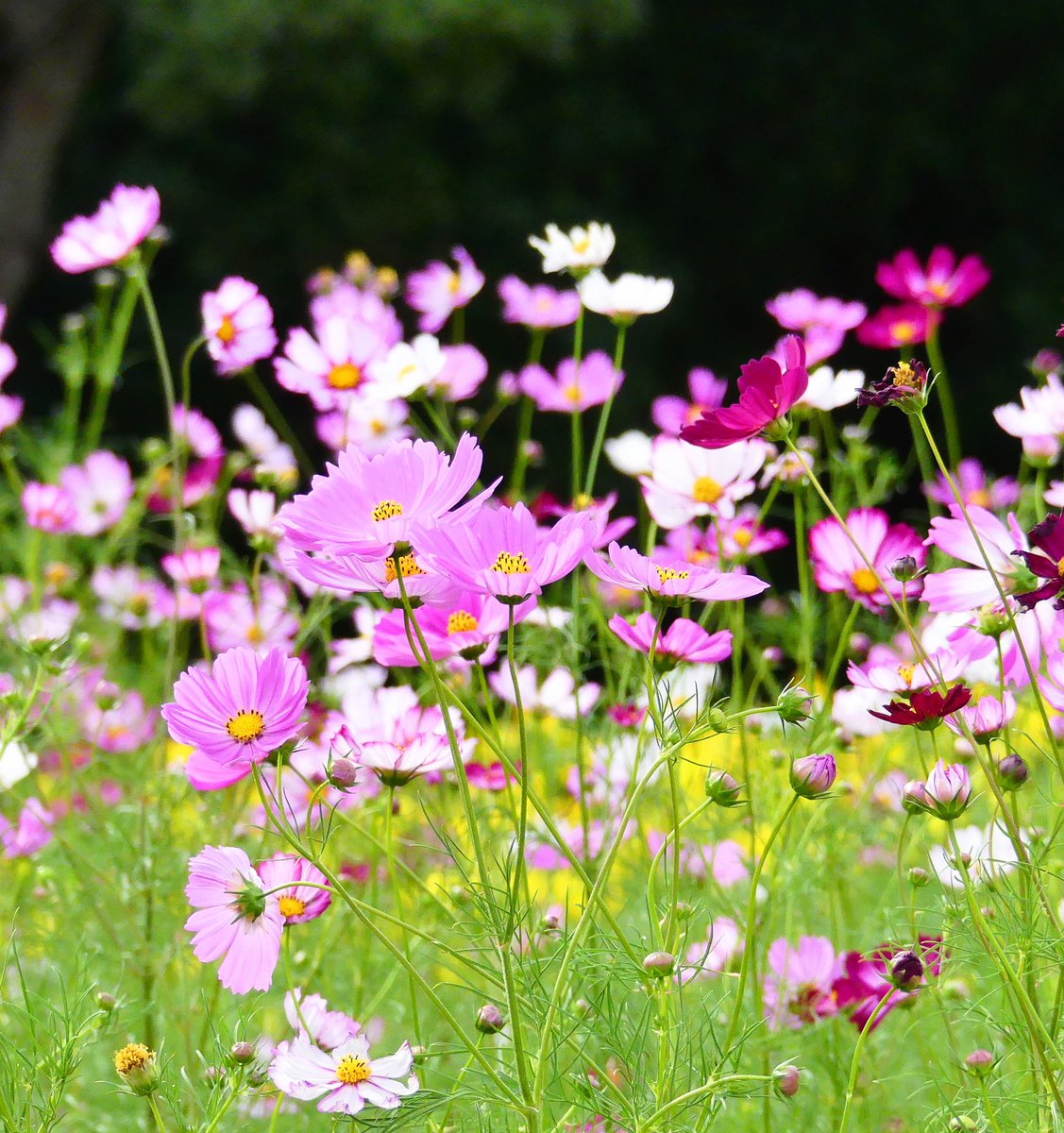 Kulumi くるみ 万博記念公園 花の丘では コスモスが 今を盛りに咲いています 万博記念公園 花の丘 コスモスフェスタ 秋桜 コスモス 秋桜日和 緊急事態宣言解除
