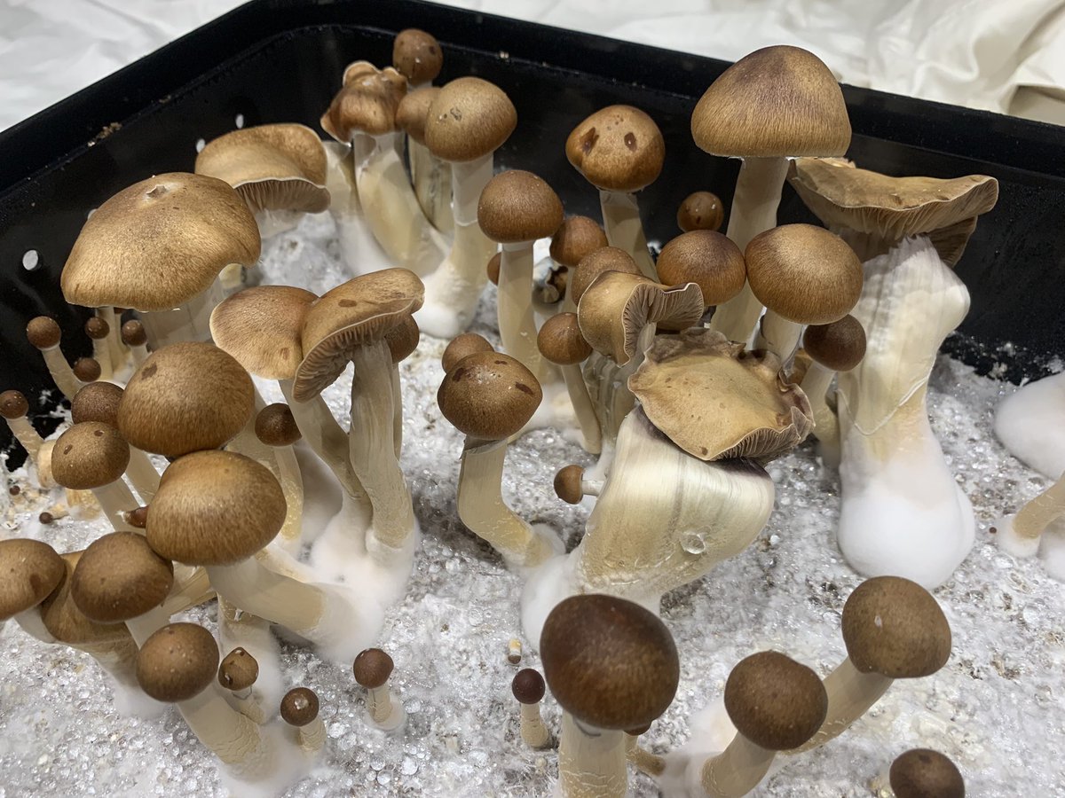 ogmillie's tweet photo. Day 6 of fruiting! Time to HARVEST 🤩 🥰 #mycology #fungi #mushrooms #nature #organic #vegan #agriculture #WorldVegetarianDay #psychedelic https://t.co/tn6KM3zN8L