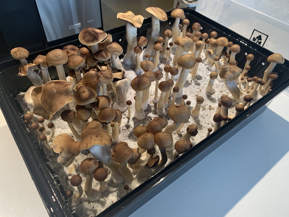 ogmillie's tweet photo. Day 6 of fruiting! Time to HARVEST 🤩 🥰 #mycology #fungi #mushrooms #nature #organic #vegan #agriculture #WorldVegetarianDay #psychedelic https://t.co/tn6KM3zN8L