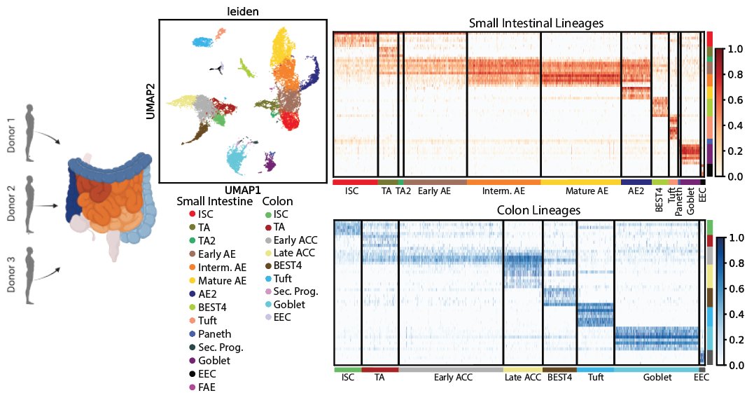 JarrettBliton's tweet photo. Our new paper is out on BioRXiv! We make a huge atlas analyzing every major lineage of the gut lining, finding novel roles for several cell types, and examining likely drug targets in the human intestinal epithelium.  https://t.co/2CGq4Ww3iF https://t.co/3K47BuDD1S