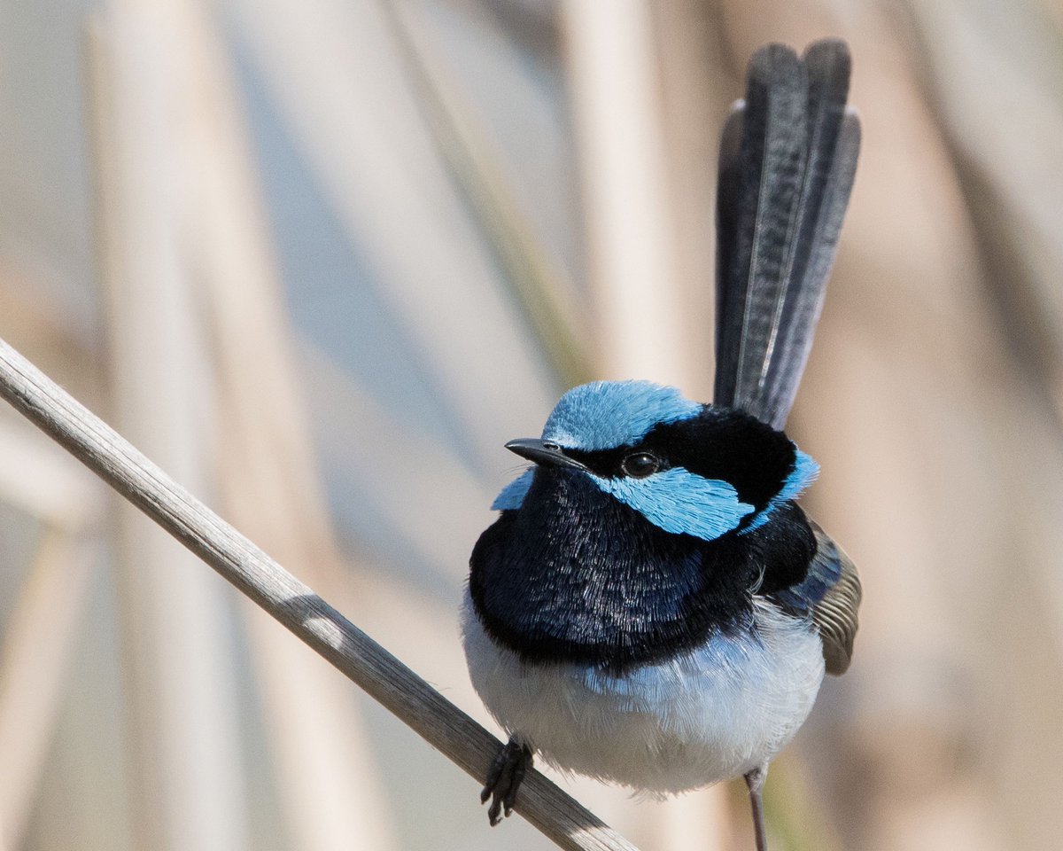 ANU Superb Fairy-Wren Project (@fairywrens_anu) on Twitter photo It’s the final day of voting for Australia’s #BirdoftheYear, and the superb fairy-wren has made it to the top ten! 💙 Who will you be voting for? <a href="/GuardianAus/">Guardian Australia</a> <a href="/BirdlifeOz/">BirdLife Australia</a>
📸 @turner_rs
theguardian.com/environment/ng… It’s the final day of voting for Australia’s #BirdoftheYear, and the superb fairy-wren has made it to the top ten! 💙 Who will you be voting for? <a href="/GuardianAus/">Guardian Australia</a> <a href="/BirdlifeOz/">BirdLife Australia</a>
📸 @turner_rs
theguardian.com/environment/ng…