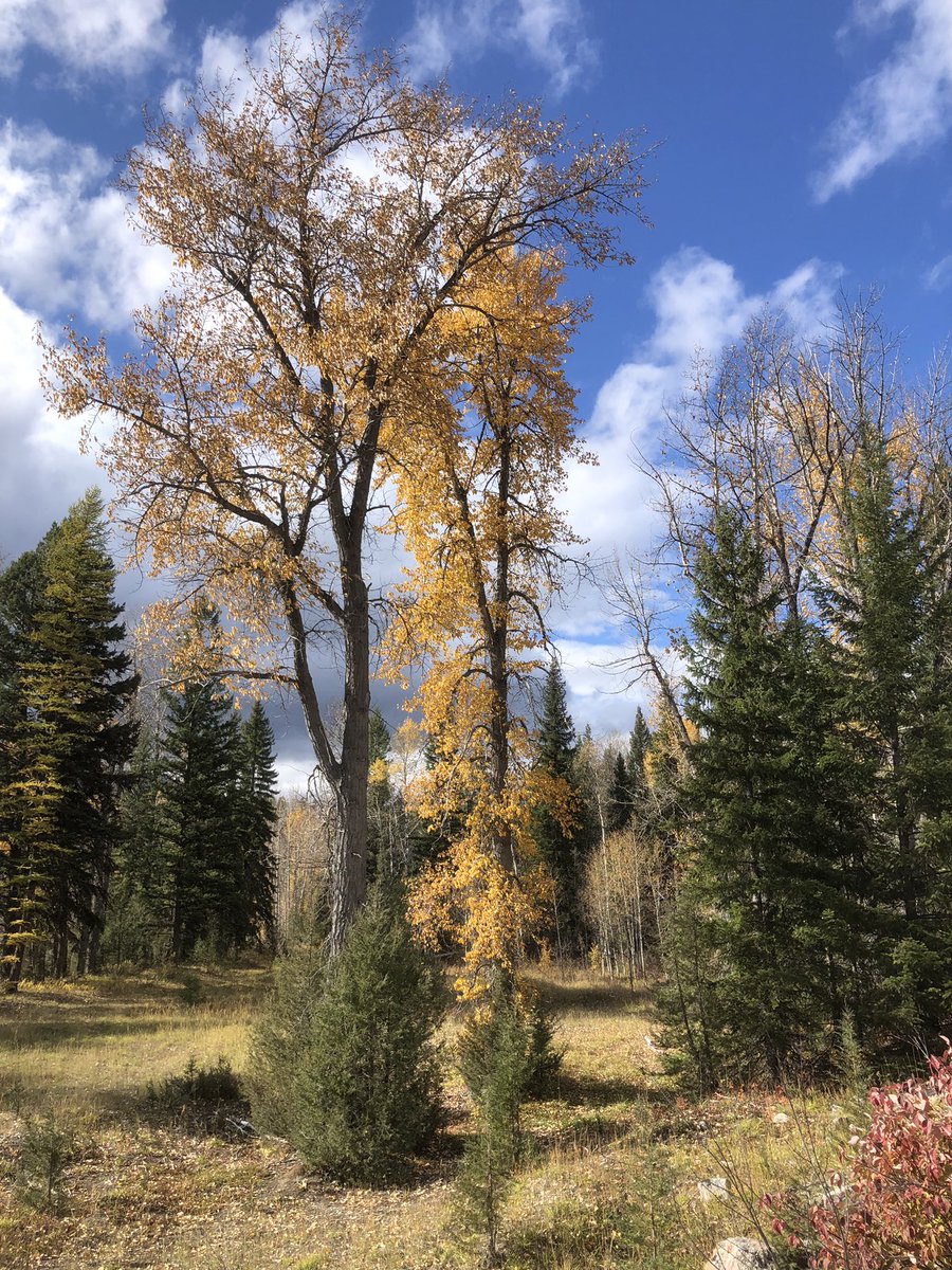 Beauty day down along the North Fork of the Flathead River in BC. #canadianrockies