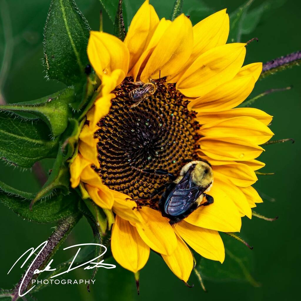 skyhawkheavy's tweet photo. Bees are social distancing too.
#lifeinfocus #markdentonphotography https://t.co/CuVfRXKP2w https://t.co/2pijLj5iZ2