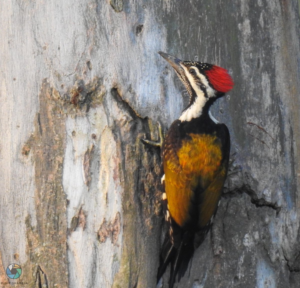 dhamejap's tweet photo. Woodpecker tend to have surprisingly long tongues, which help them reach deep into crevices in search of beetle larvae and other prized morsels.
#CommonFlameback
#IndiAves #IOTD
#ThePhotoHour
#BirdsSeenIn2021
#birdphotography
#NaturePhotography
#TwitterNatureCommunity https://t.co/kfykHWQfBg