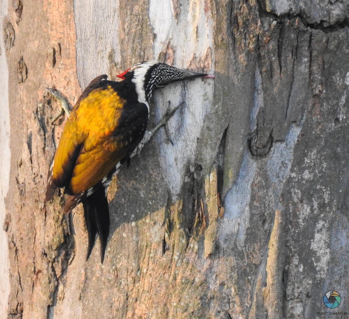 dhamejap's tweet photo. Woodpecker tend to have surprisingly long tongues, which help them reach deep into crevices in search of beetle larvae and other prized morsels.
#CommonFlameback
#IndiAves #IOTD
#ThePhotoHour
#BirdsSeenIn2021
#birdphotography
#NaturePhotography
#TwitterNatureCommunity https://t.co/kfykHWQfBg
