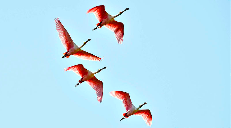 conexaoplaneta's tweet photo. #Colhereiro: uma #ave capaz de mudar as cores dos céus pantaneiros https://t.co/JTA6hEGtcg Quem já viu uma revoada dessa espécie colorindo de rosa o #Pantanal não esquece jamais! Se o colhereiro tem essa cor quer dizer que encontra comida farta e fácil e que a #natureza pulsa https://t.co/PsyfzC5Xge