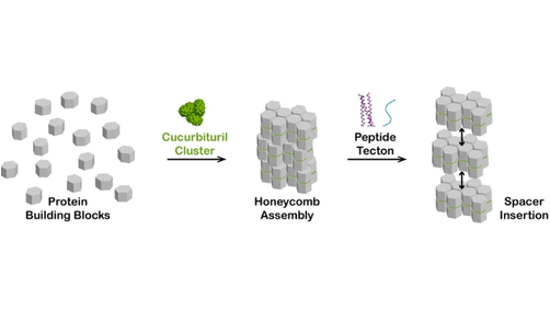 Segregated protein-cucurbit[7]uril crystalline architectures by incorporating modulatory peptide tectons (@peter_protein Crowley et al. @nuigalway) #OpenAccess onlinelibrary.wiley.com/doi/10.1002/ch…