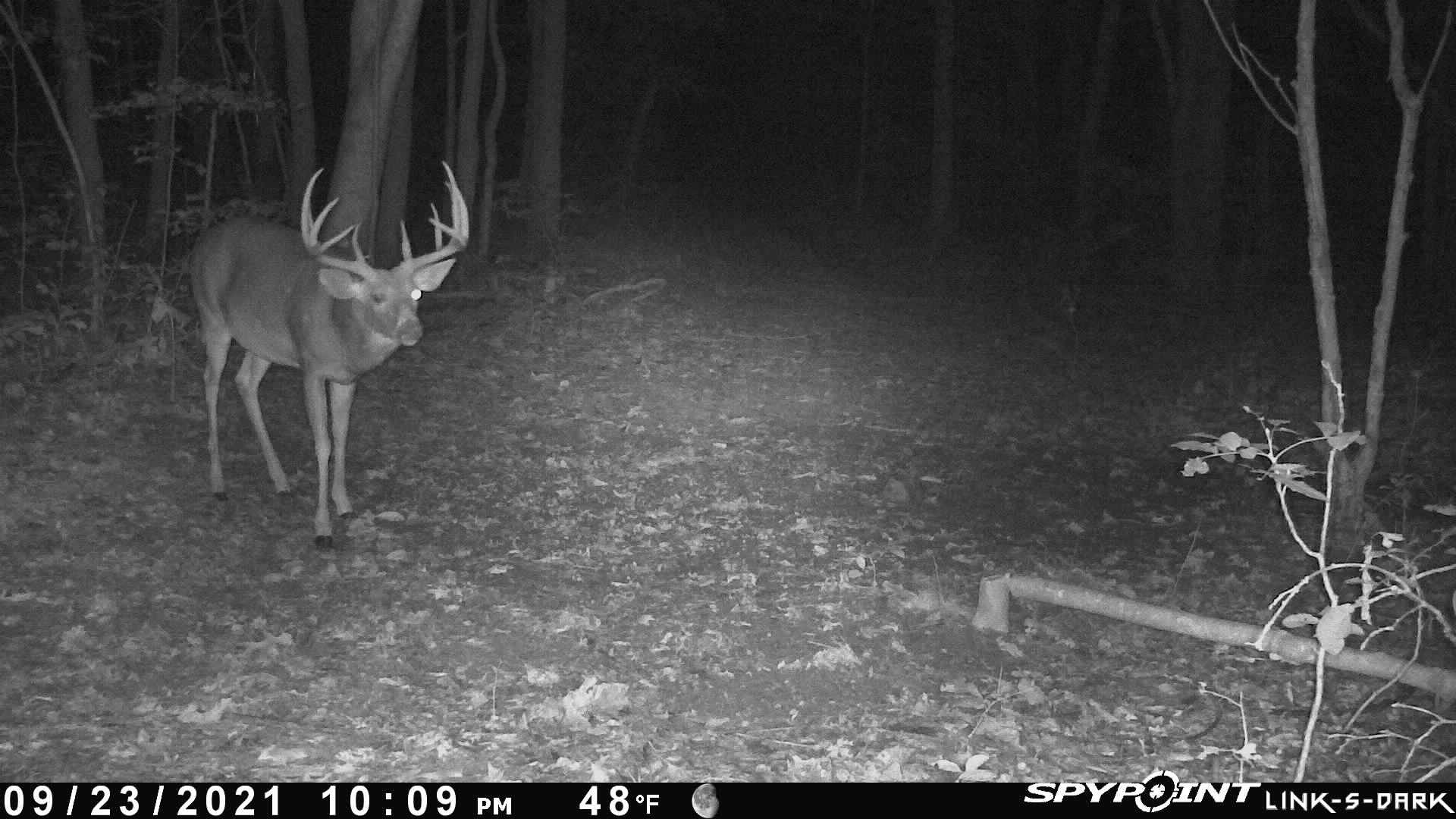 Spypoint Big Buck atelieryuwa.ciao.jp