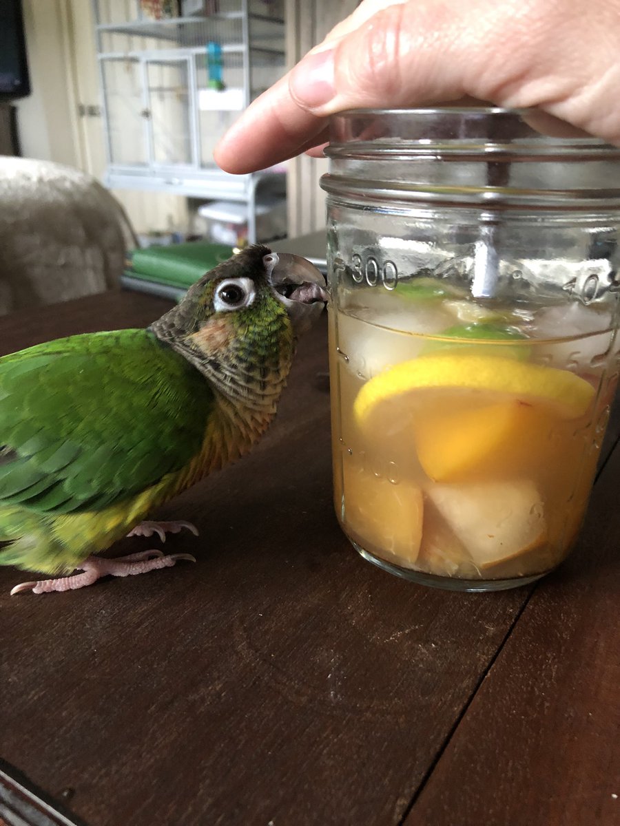 GccParrot tweet picture