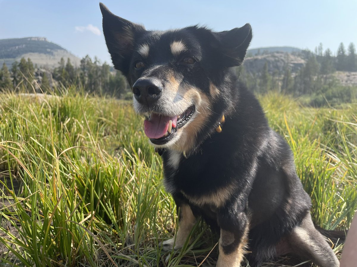KateByrneFoster's tweet photo. Today is #WPRPetWednesday. Bruce is taking it easy because he knows we’re sustaining members. If you’re interested in supporting Wyoming Public Radio, visit https://t.co/cW0nkpy7rx. https://t.co/ece3lbyyLf