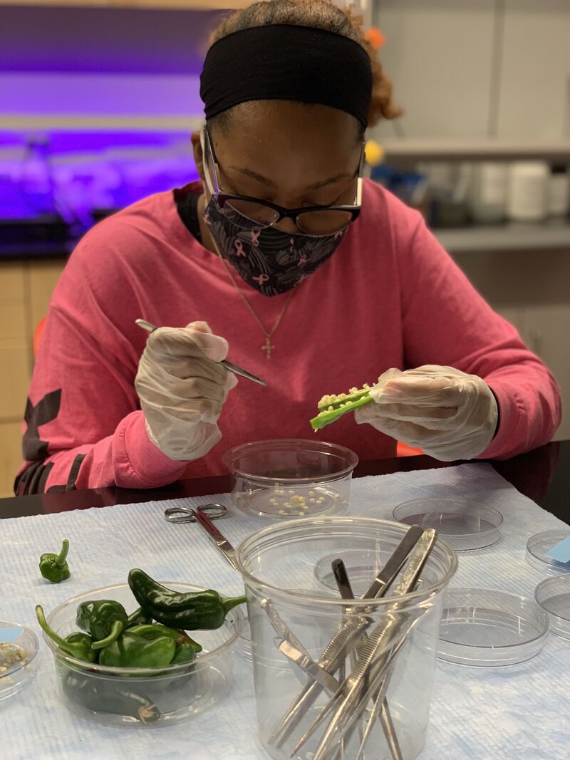 WSSURAMS's tweet photo. October is seed collecting month for #WSSU #AstroBotany #ResearchRams. Their lab's seed bank is shared w/ other institutions globally &amp; used in the local lab. Under professor Rafael Loureiro, student Kira Kanier extracts seeds from a variant. 👩🏾‍🚀 🐏 🚀 🌱 #STEM https://t.co/18jsCutKF0