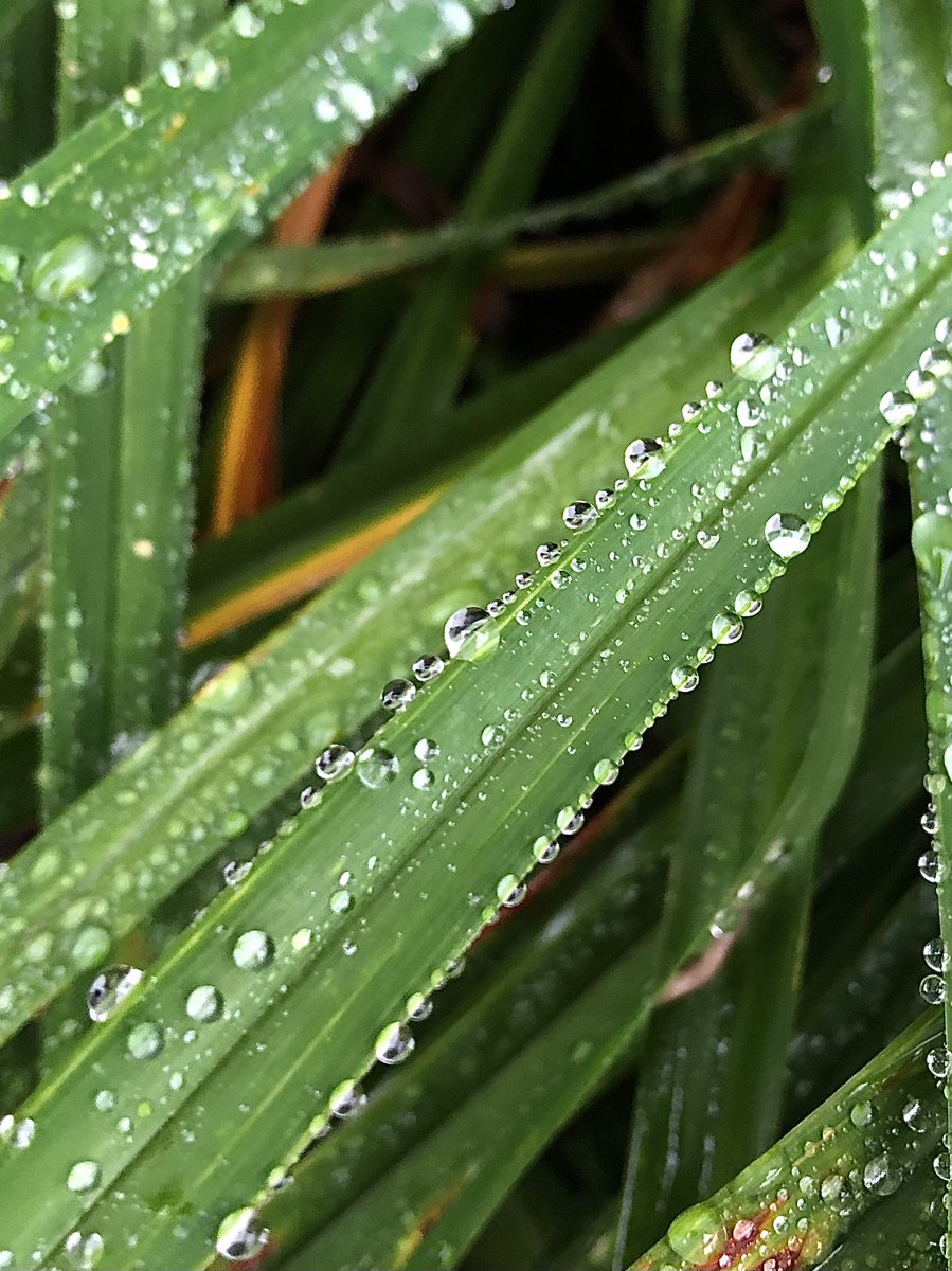 wingsonflowers's tweet photo. Simple beauty seldom noticed… https://t.co/G9eHRDlPHD