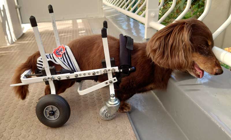 Hashtag 犬の歩行器 Auf Twitter Hashtag 犬の歩行器 Auf Twitter