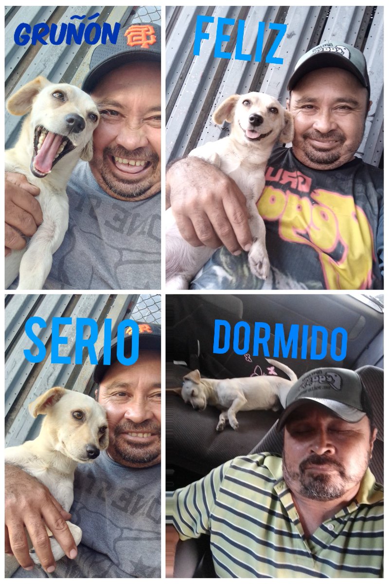 El güero en modo  haciendo  caras el va conmigo a donde quiera que boy el cambio en el fue  muy lindo creo que por eso no me suelta para nada  ellos también son muy agradecidos  el sabe que ya no vivira más en la calle y no pasa más hambre