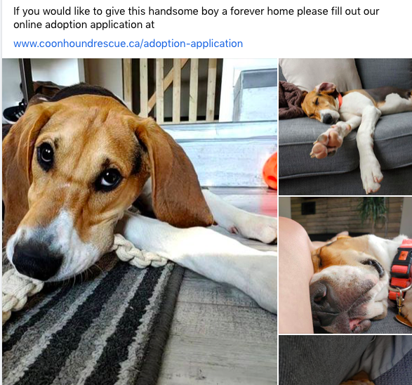 GentleJakesCoonhoundRescue tweet media