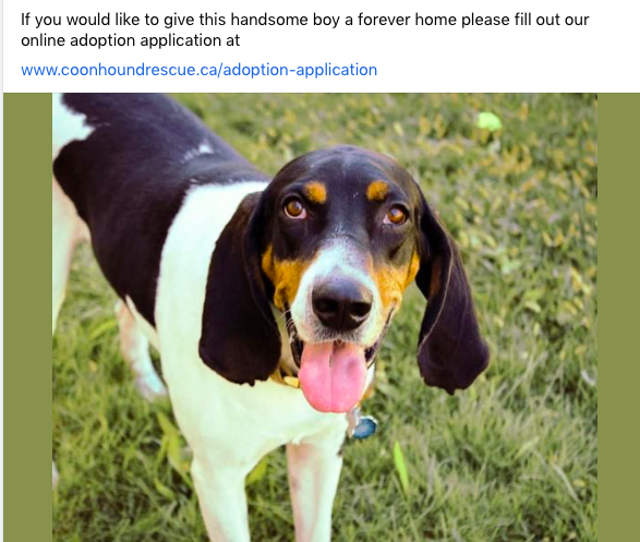 GentleJakesCoonhoundRescue tweet media