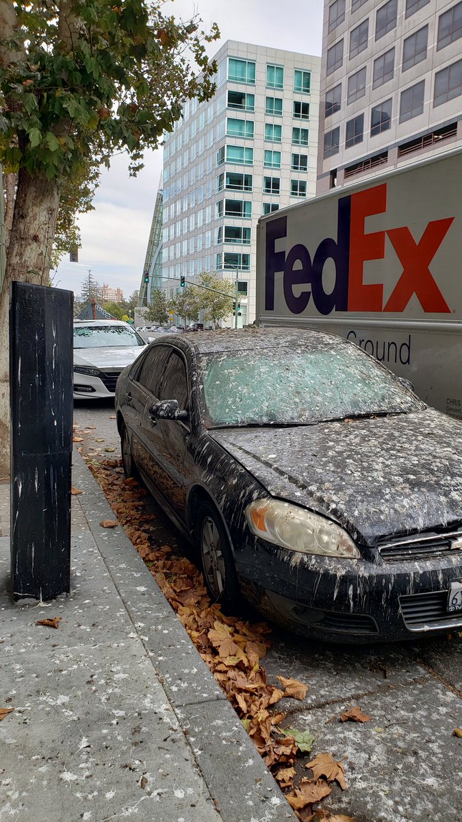 MegL513's tweet photo. The birds of Oakland are definitely part of @TheWarOnCars. #waroncars https://t.co/VeeSiPJOIH