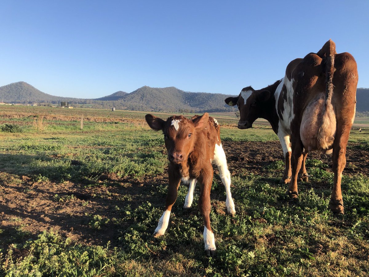 Looking for some recommendations, advice and different experiences with automatic calf feeders. Any design ideas, photos, tips when building a new facility. 
Planning to build a facility with 100 individual pens and 100-150 calves on automatic feeders. 
Thanks in advance.